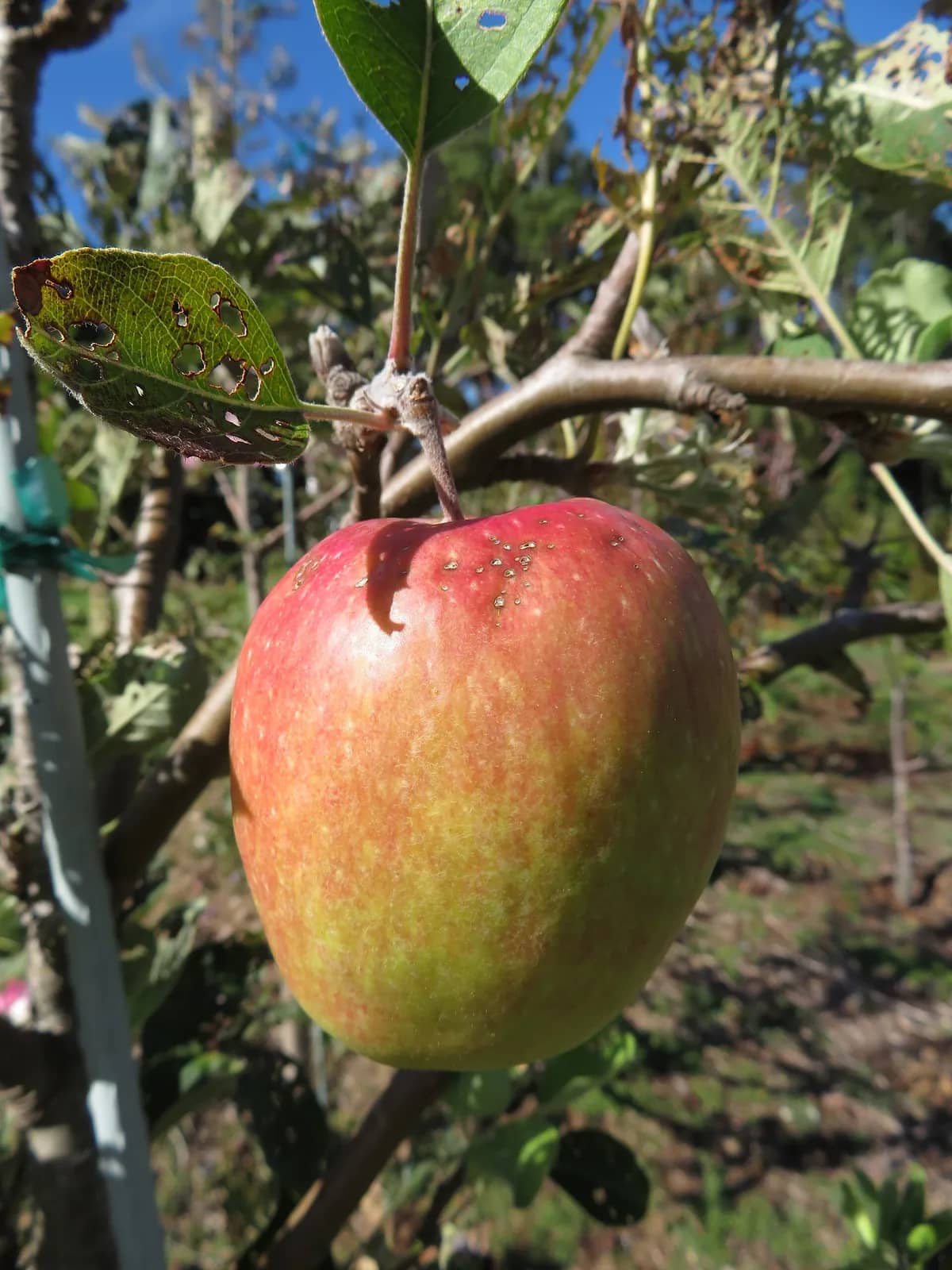 Anna apple fruit