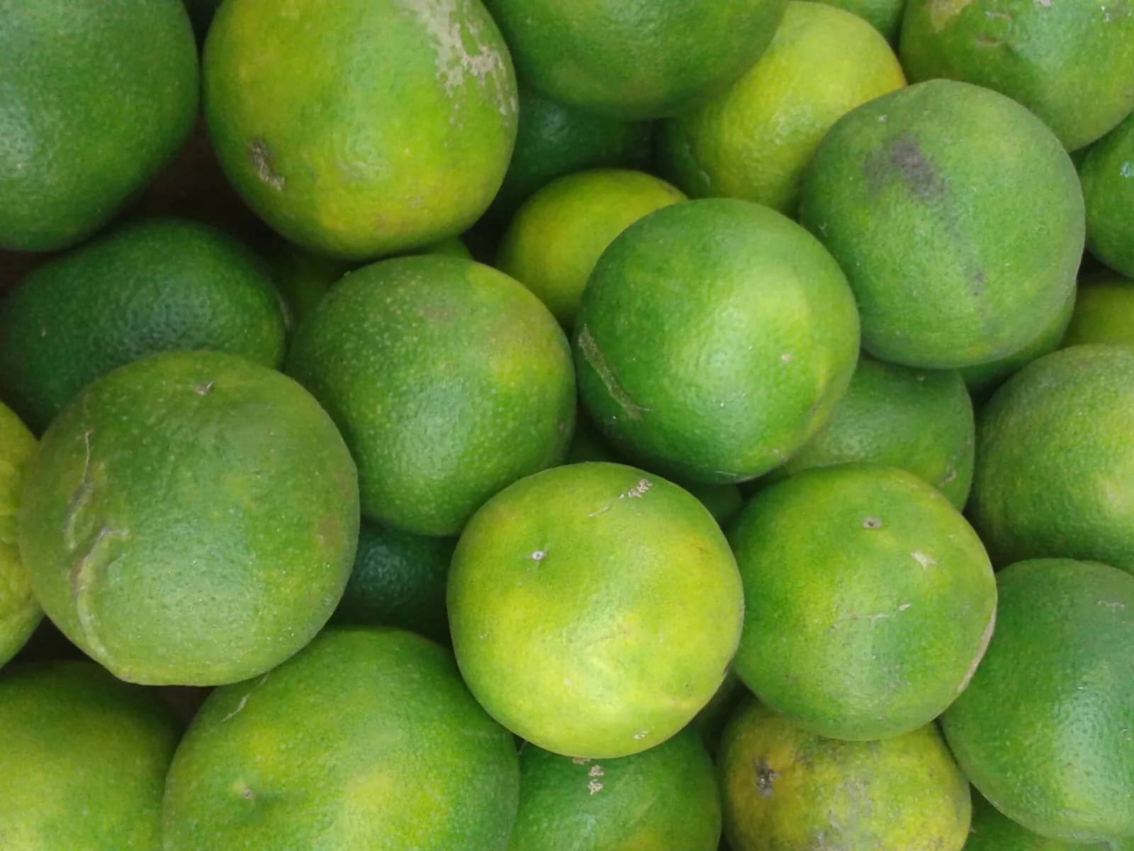 Mosambi citrus fruit