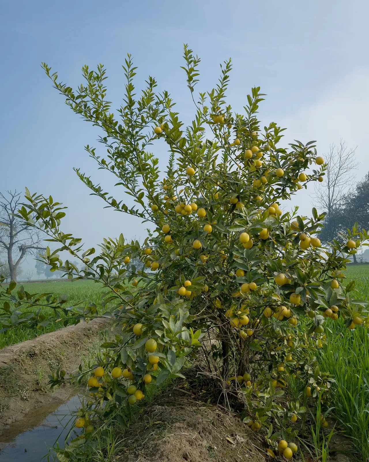 Lemon fruit — representative photograph, not specific to Baramasi