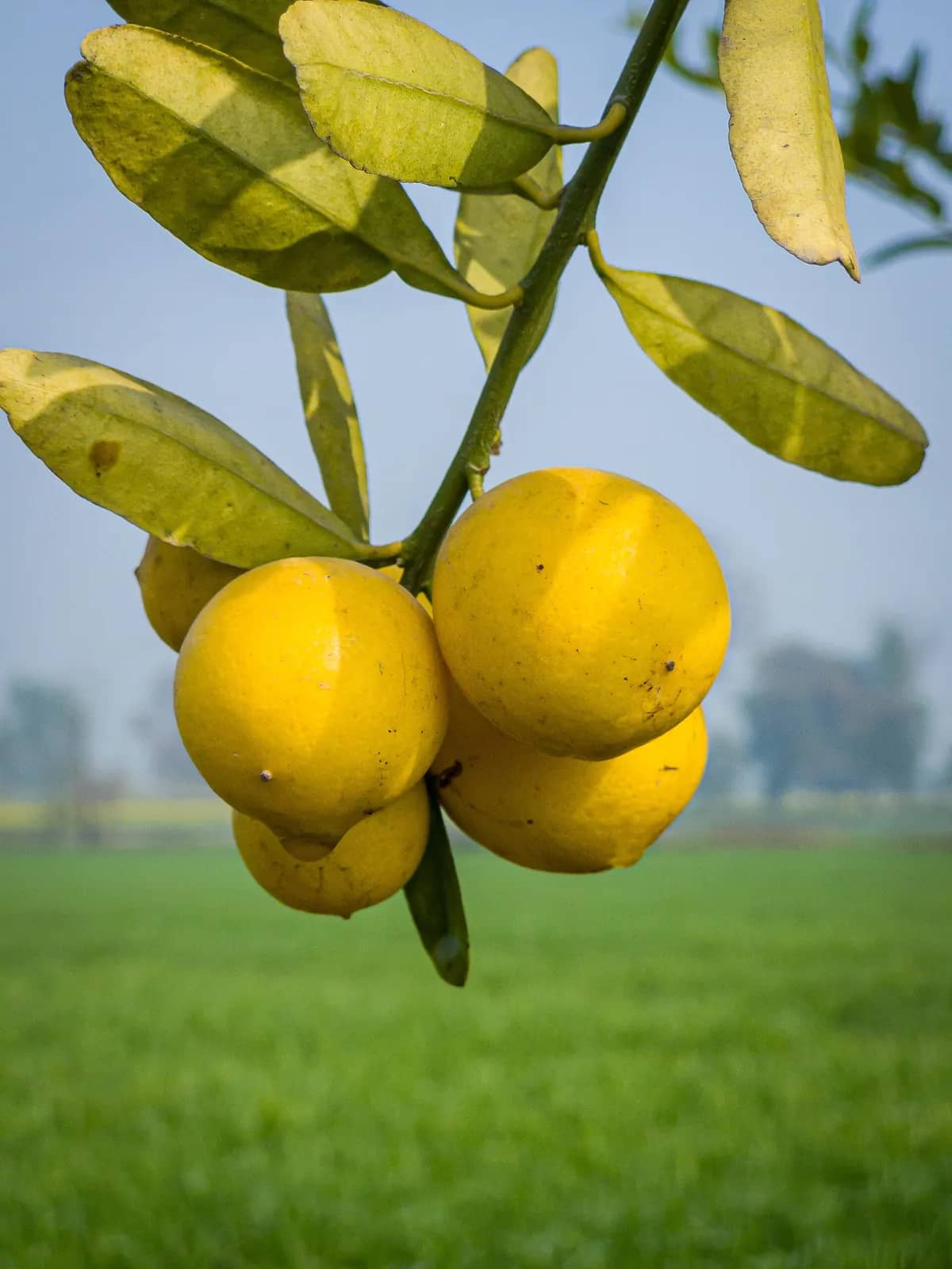 Lemon — representative photograph