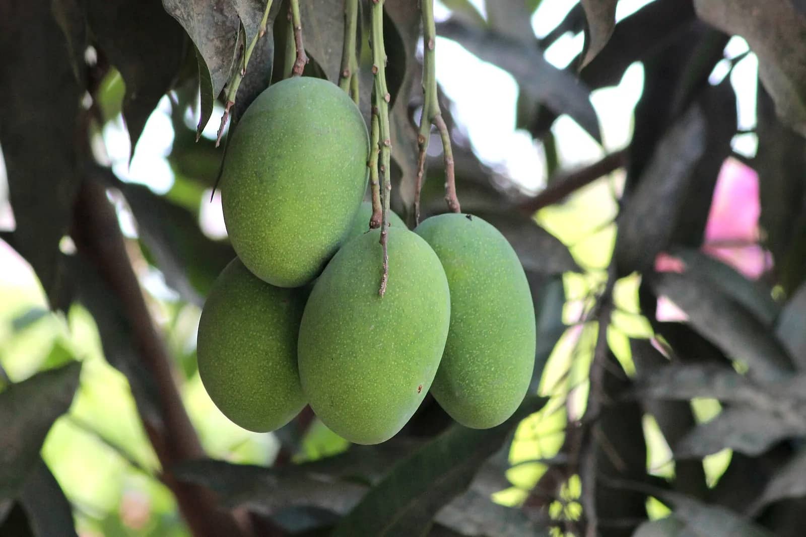 Amrapali mango fruit