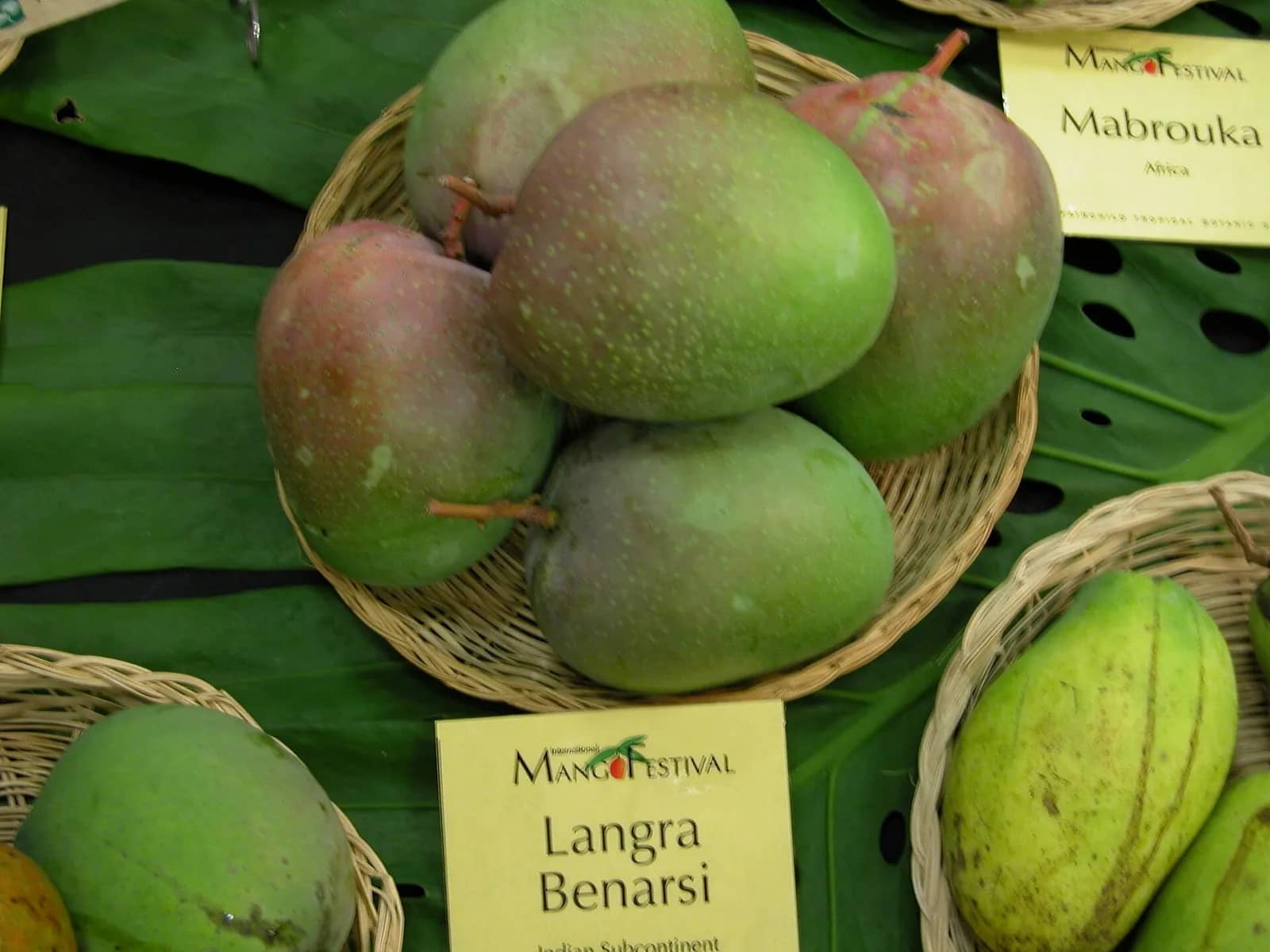 Langra mango fruit