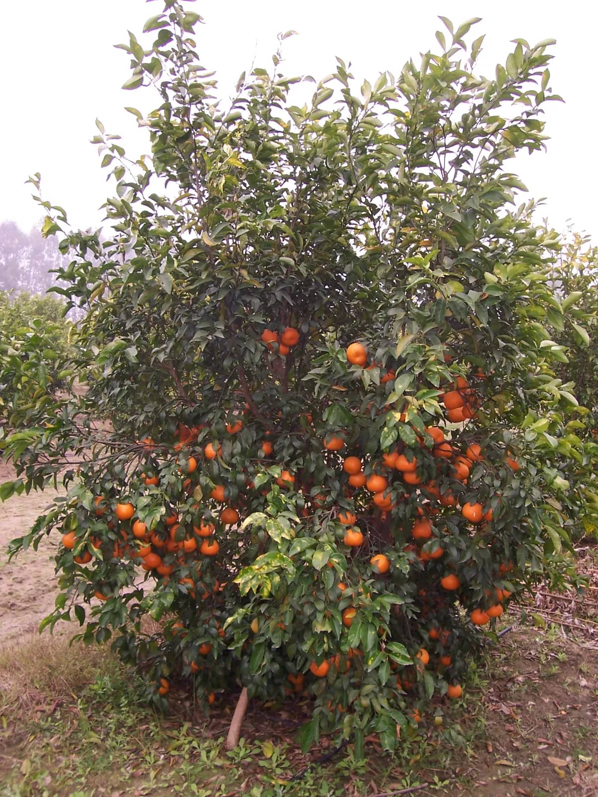 Orange — representative photograph
