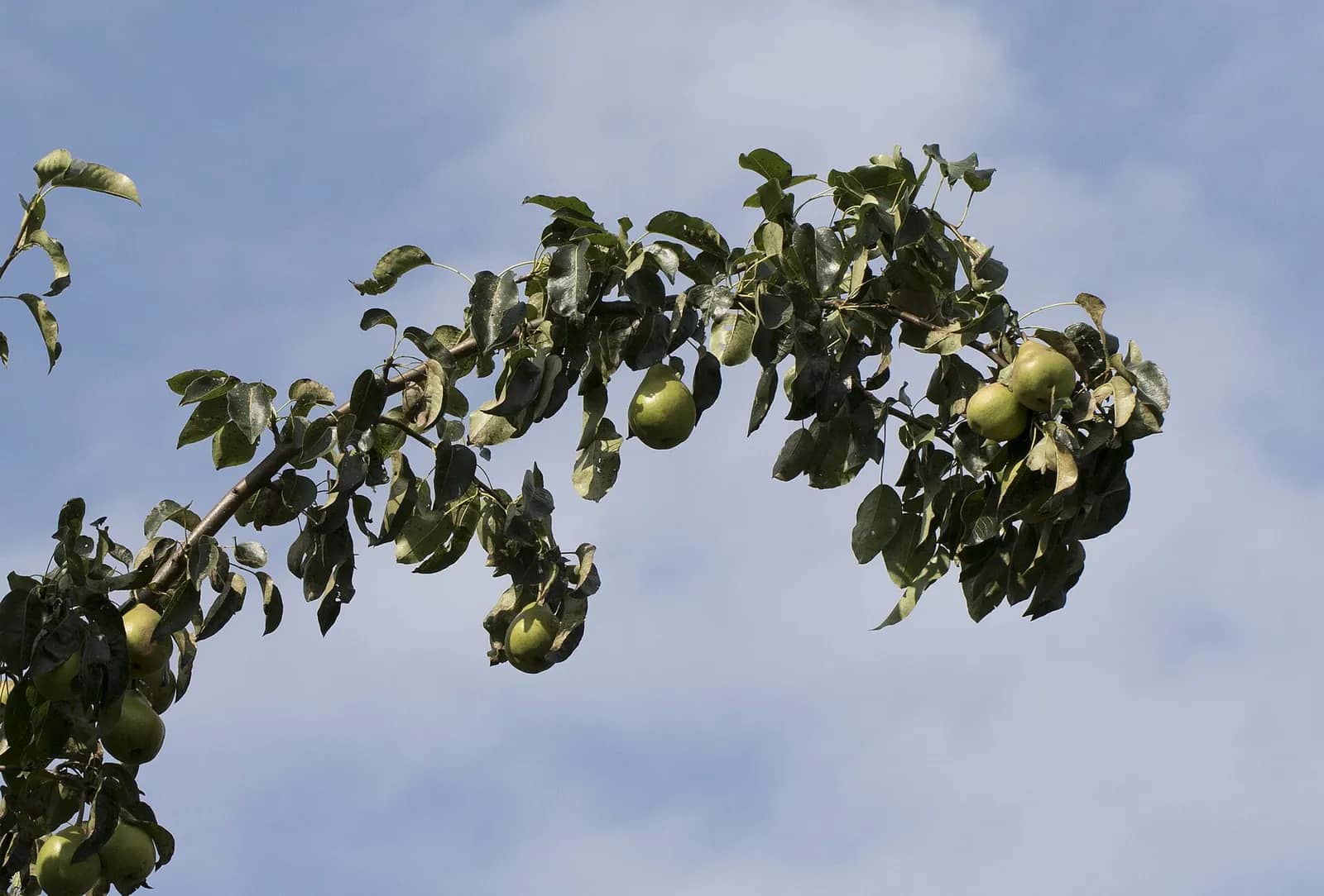 Pear fruit — representative photograph, not specific to Bagugosha