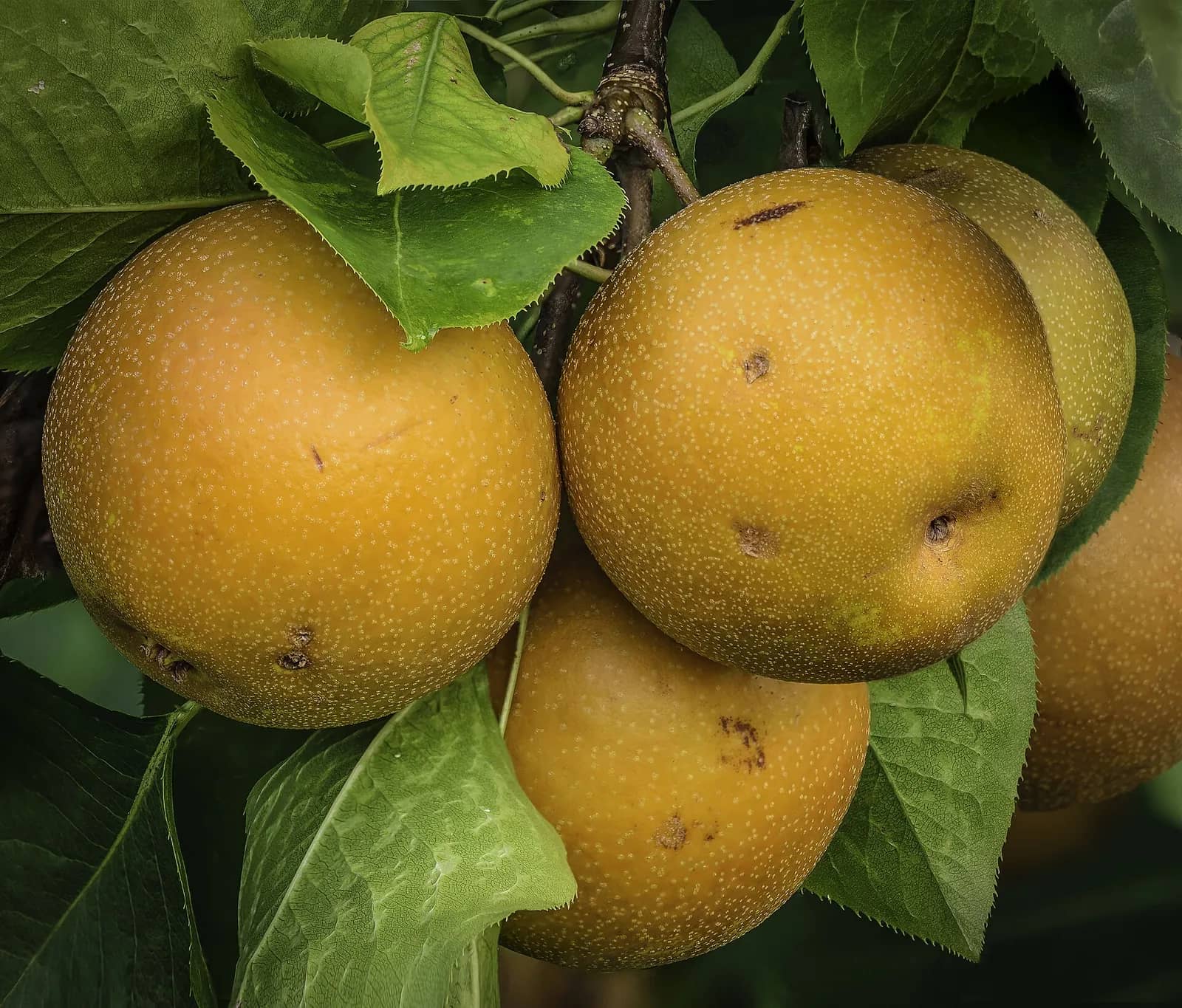 Pear fruit — representative photograph, not specific to Punjab Beauty
