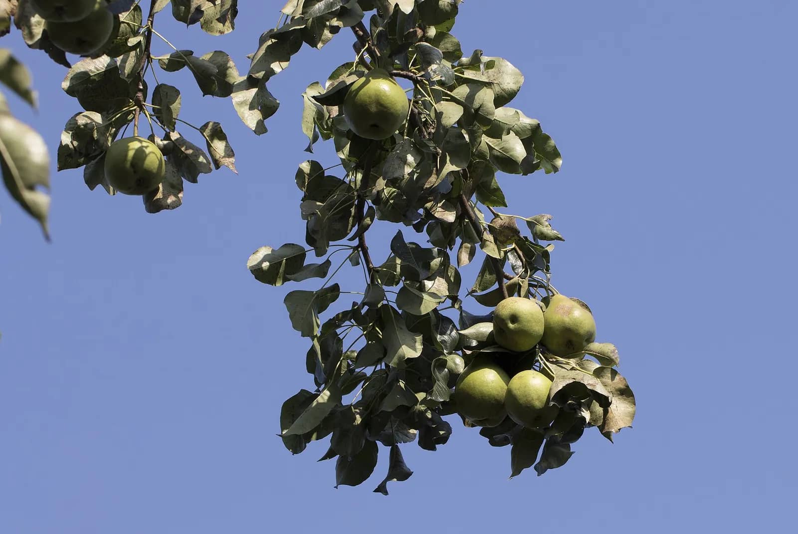 Pear — representative photograph