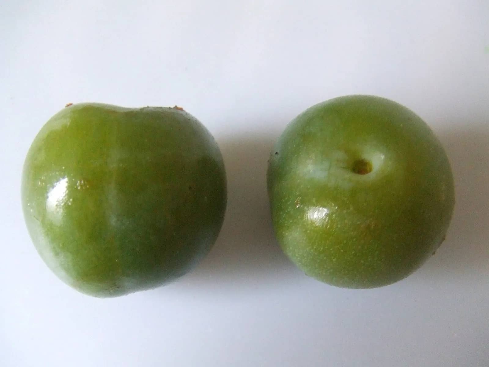 Green Gage plum fruit