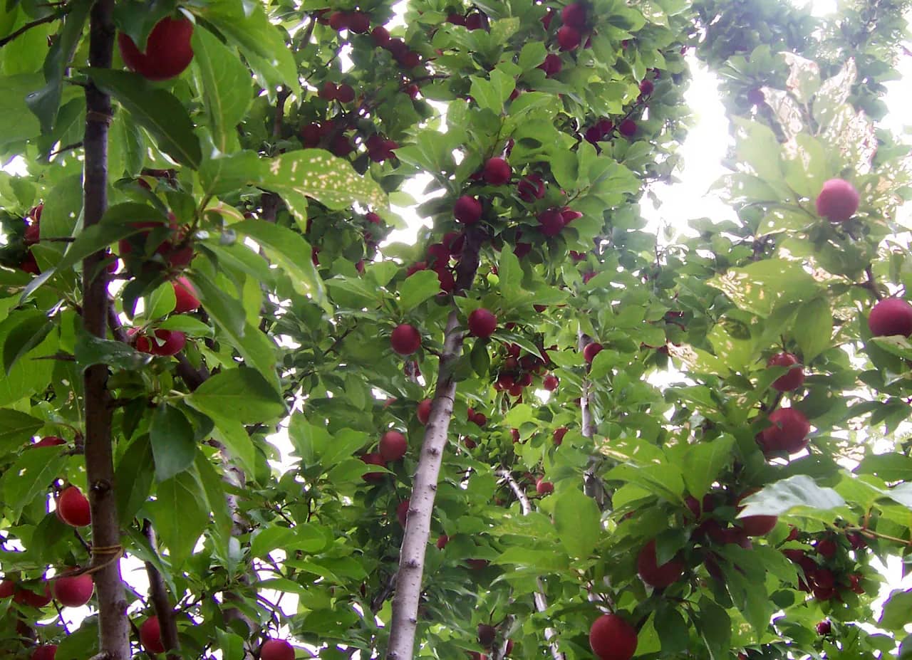 Plum fruit — representative photograph, not specific to Kala Amritsari