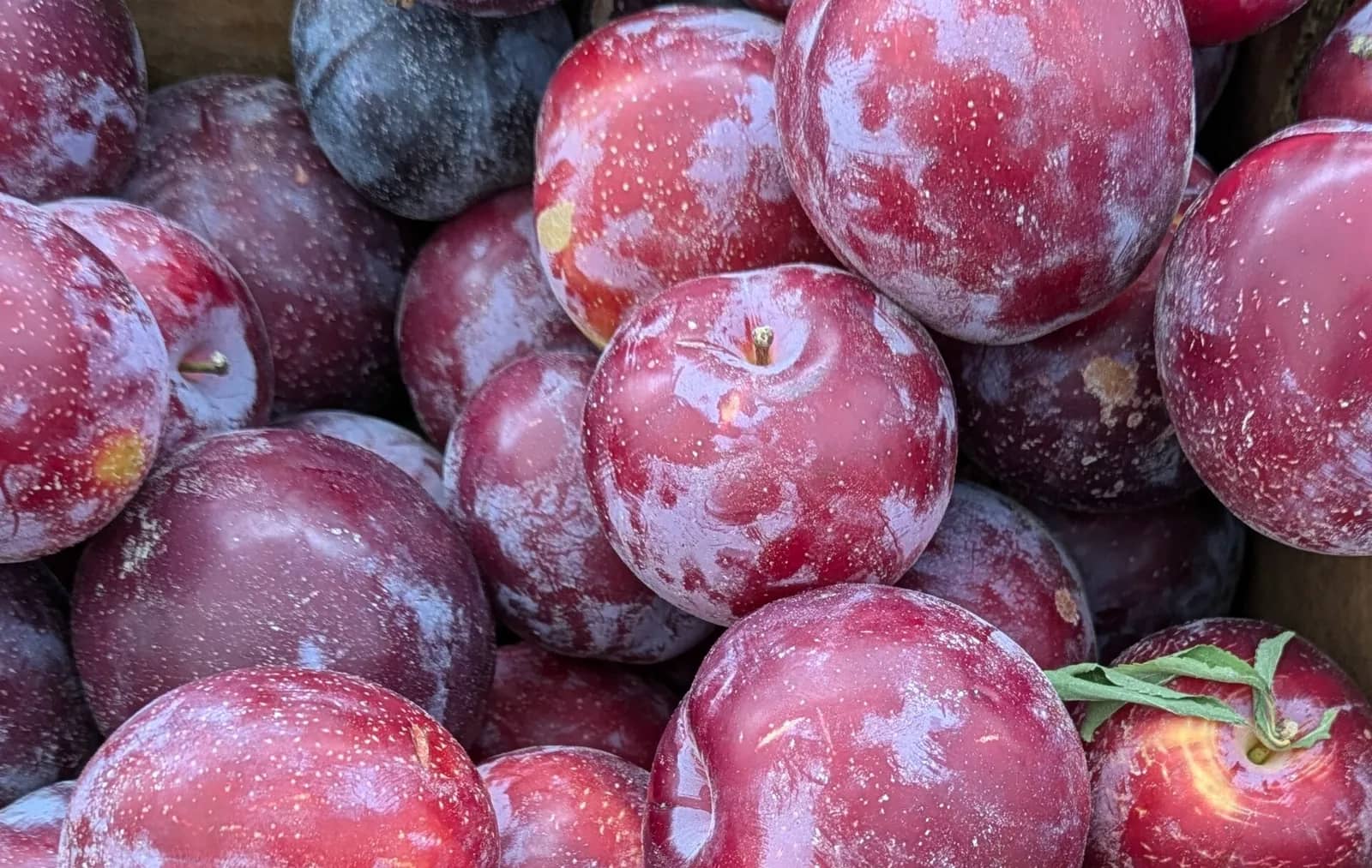 Santa Rosa plum fruit