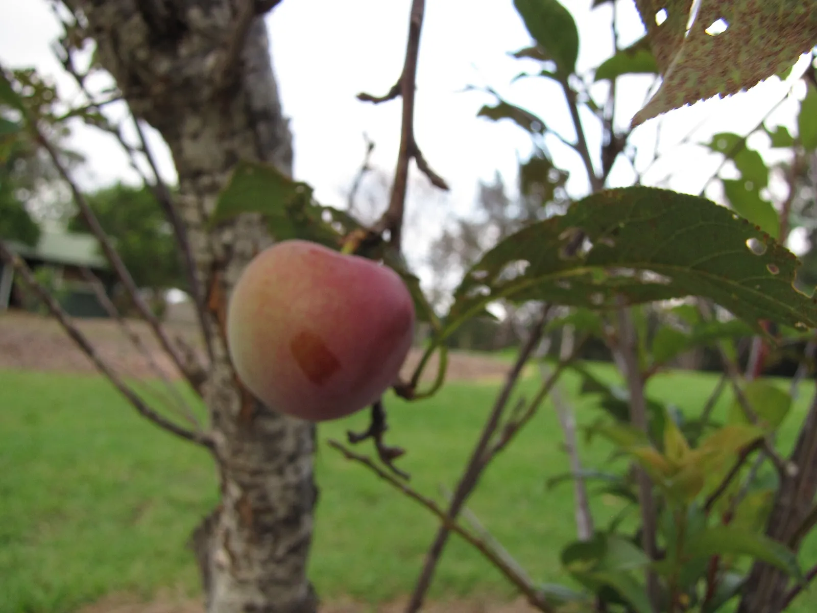 Plum fruit — representative photograph, not specific to Satluj Purple
