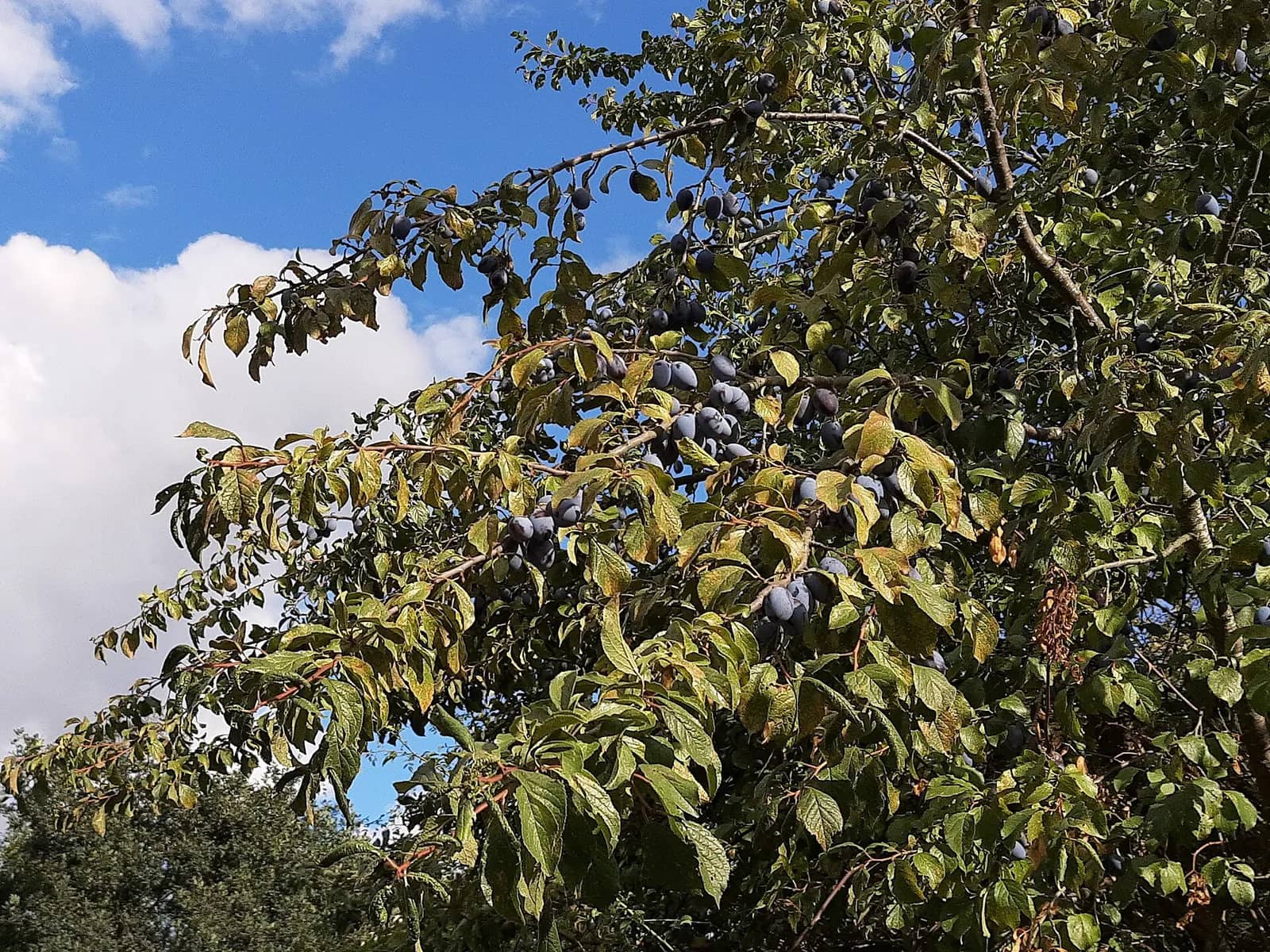 Plum — representative photograph