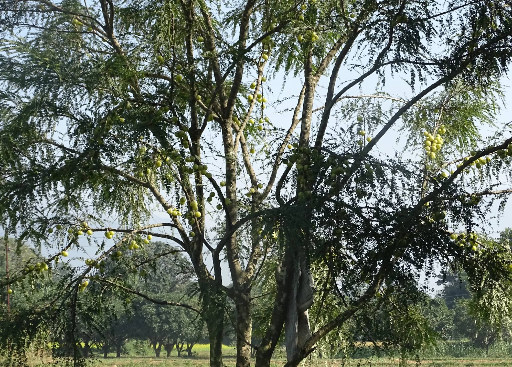 An aonla tree with small round fruits among its feathery leaves
