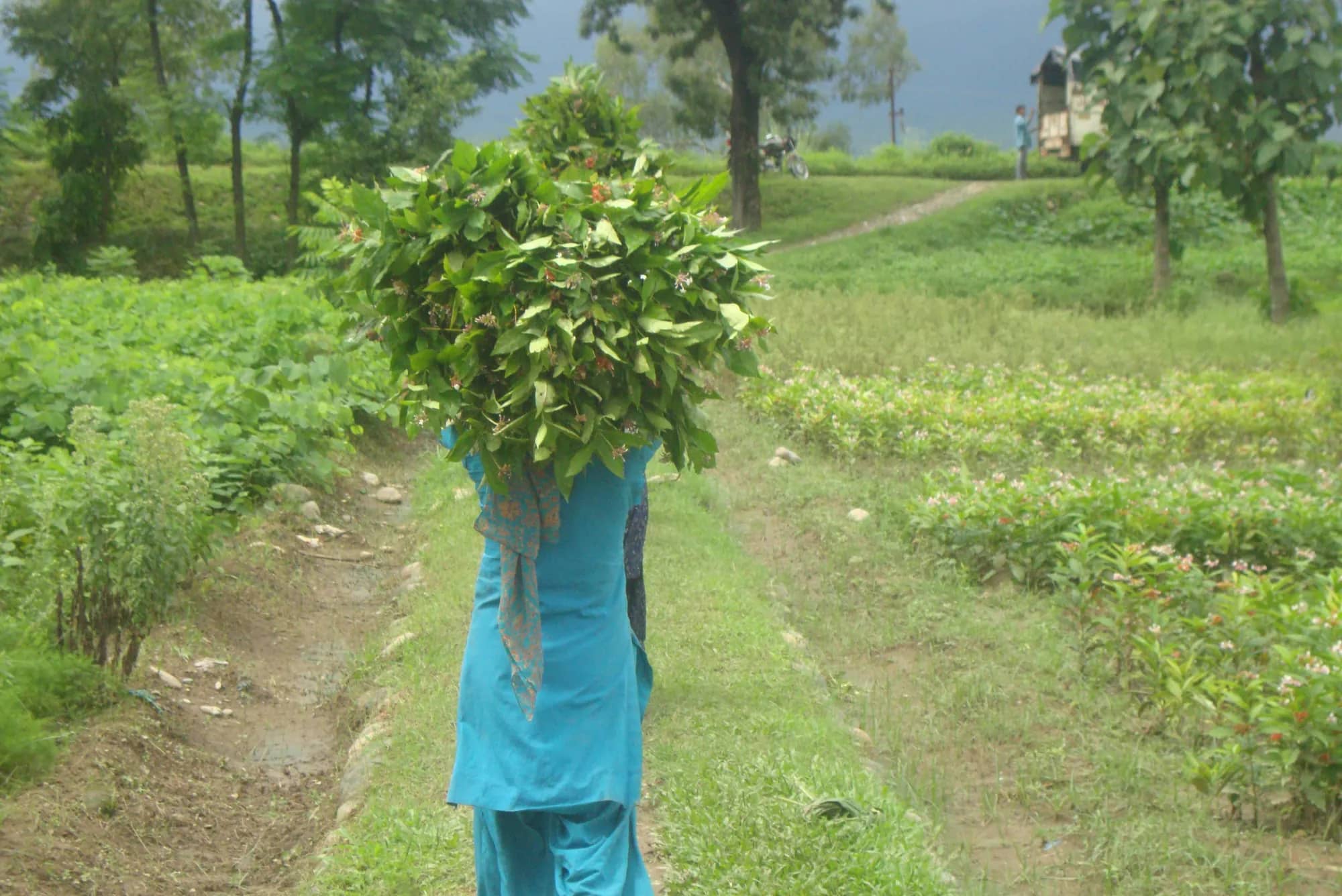 A woman carrying a large bundle of saplings along a nursery path