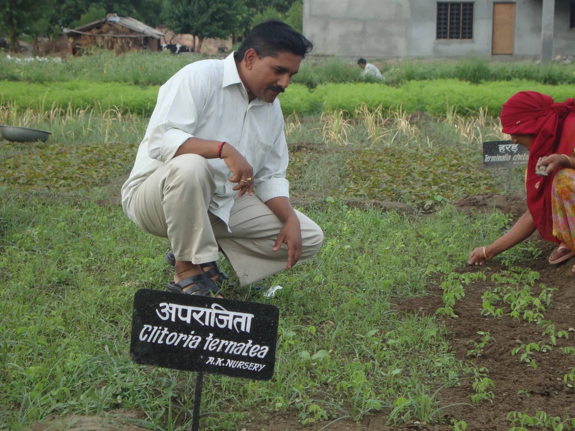 Shri Ajay Kumar Badoni crouching beside a bed of Aparajita seedlings marked with an A.K. Nursery signboard