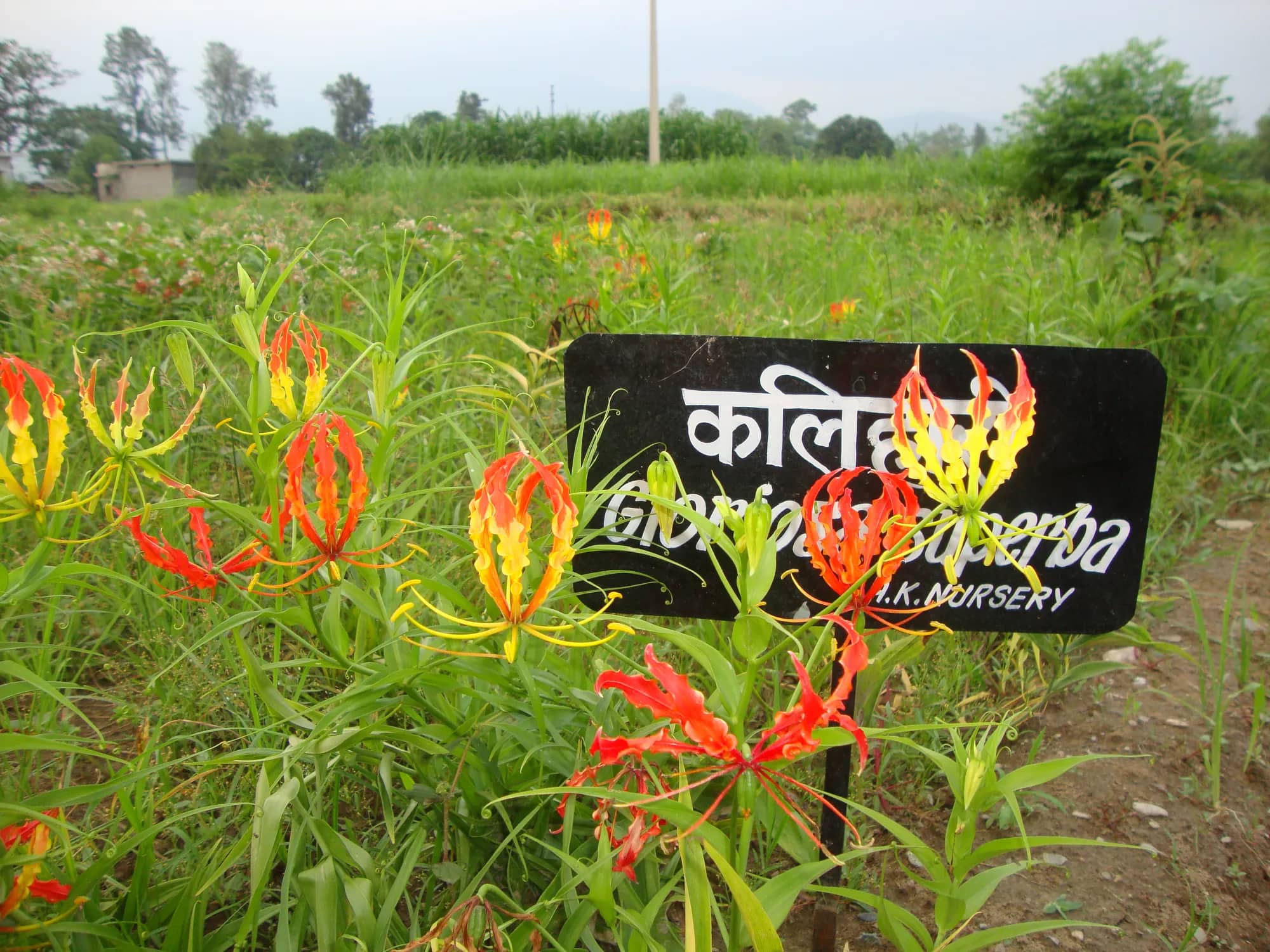 Kalihari plants flowering red and yellow beside their A.K. Nursery signboard