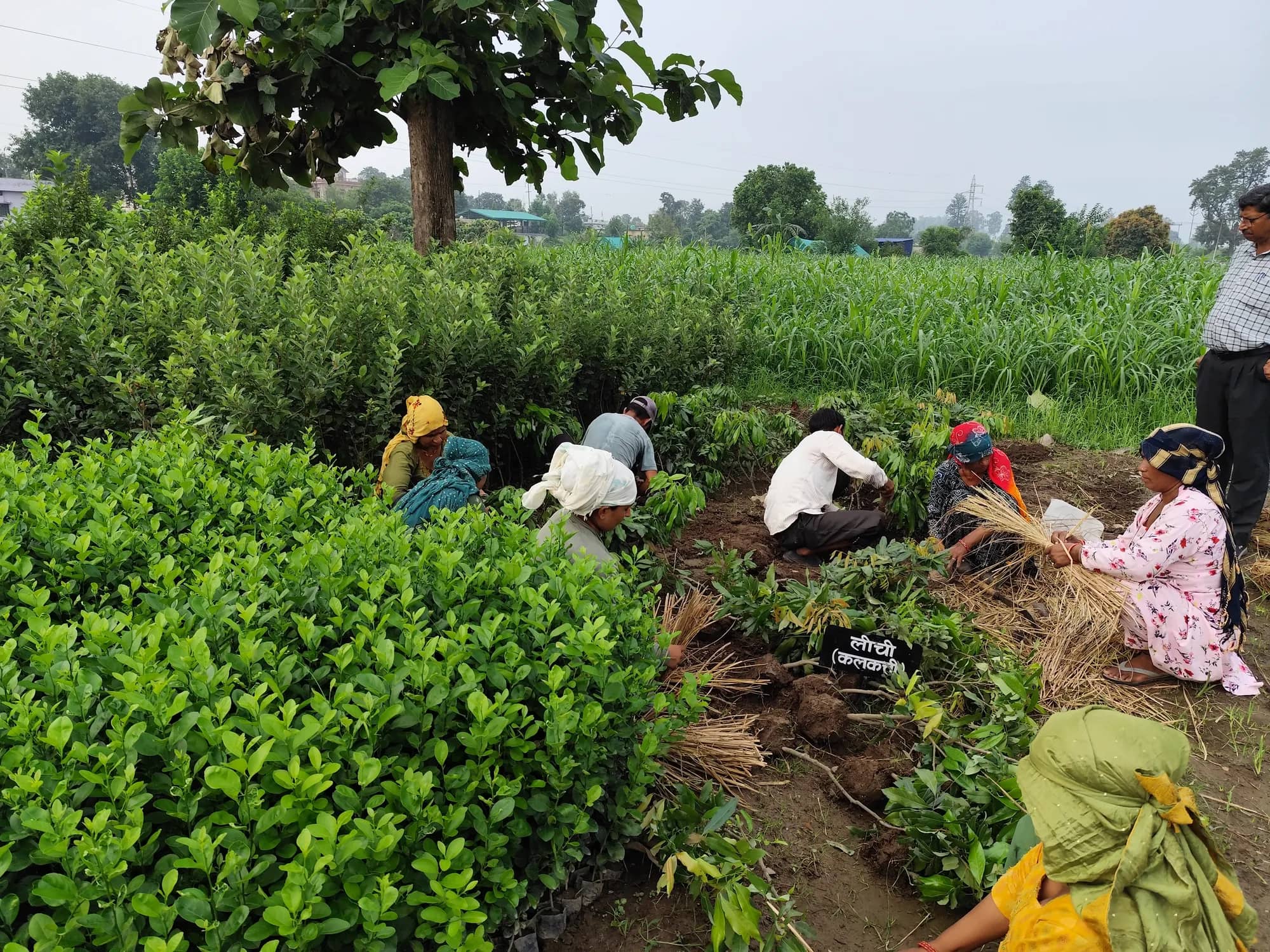 Women and men working among dense beds of young litchi saplings