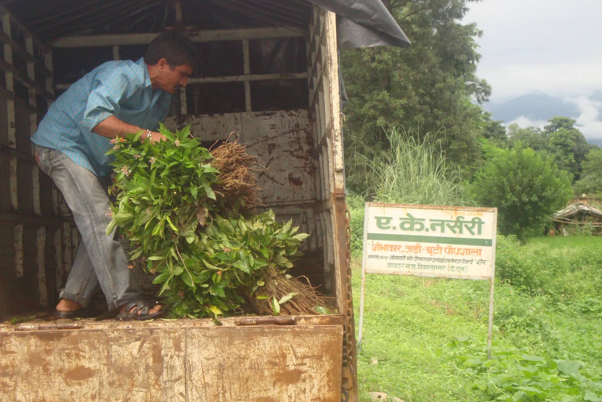 Plants being loaded into a truck beside the A.K. Nursery signboard, green fields and hills beyond