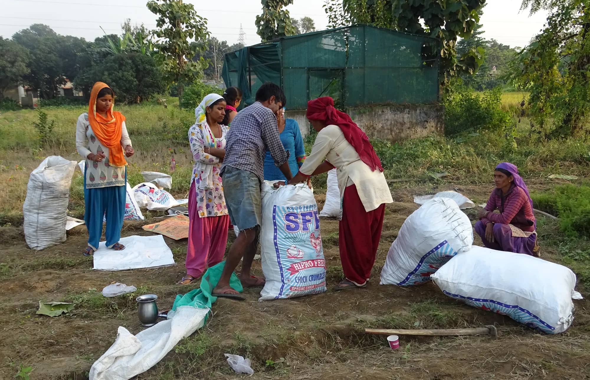The nursery team filling and tying sacks of plants beside the shade house