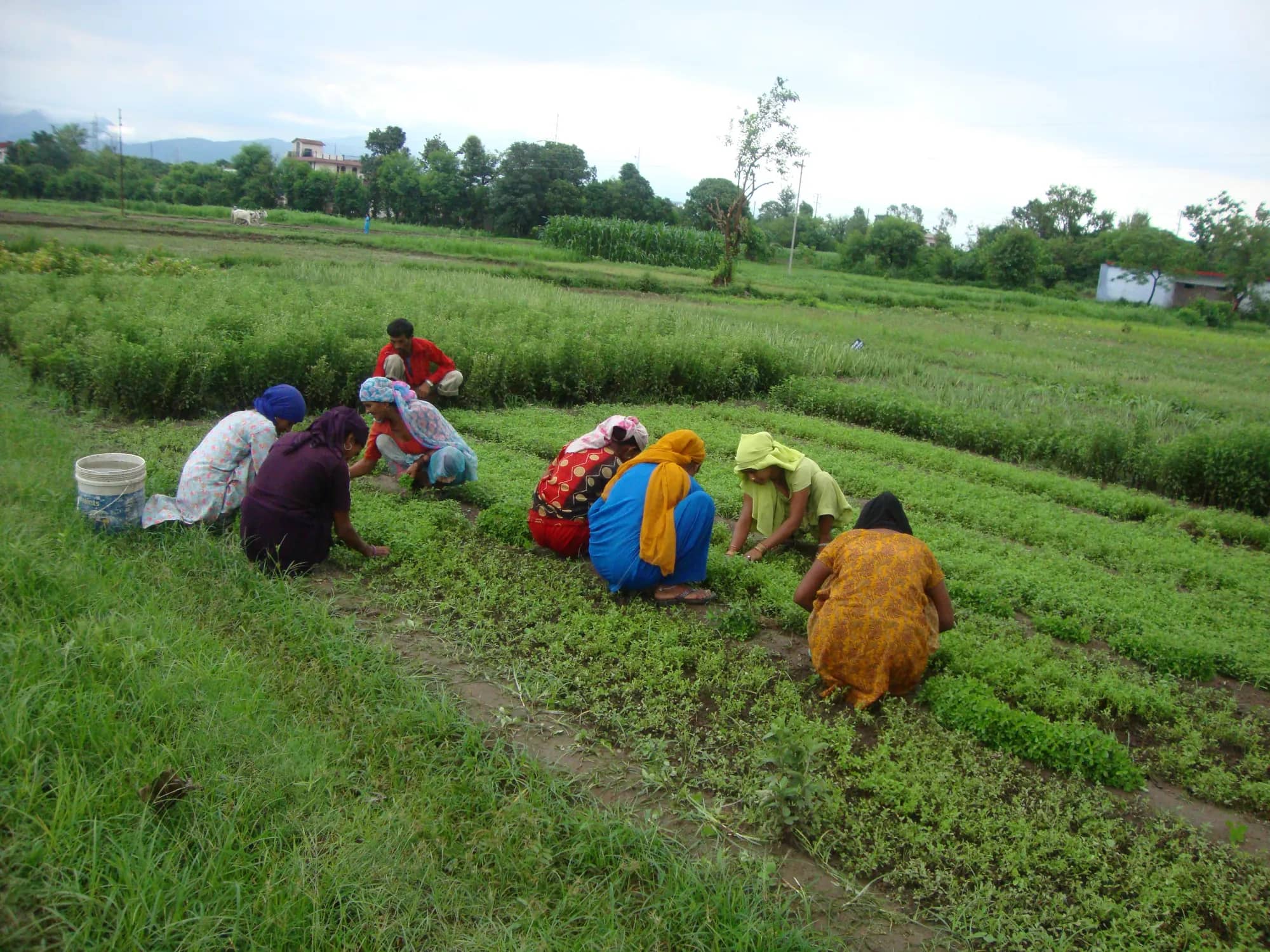 A line of women working along the nursery rows