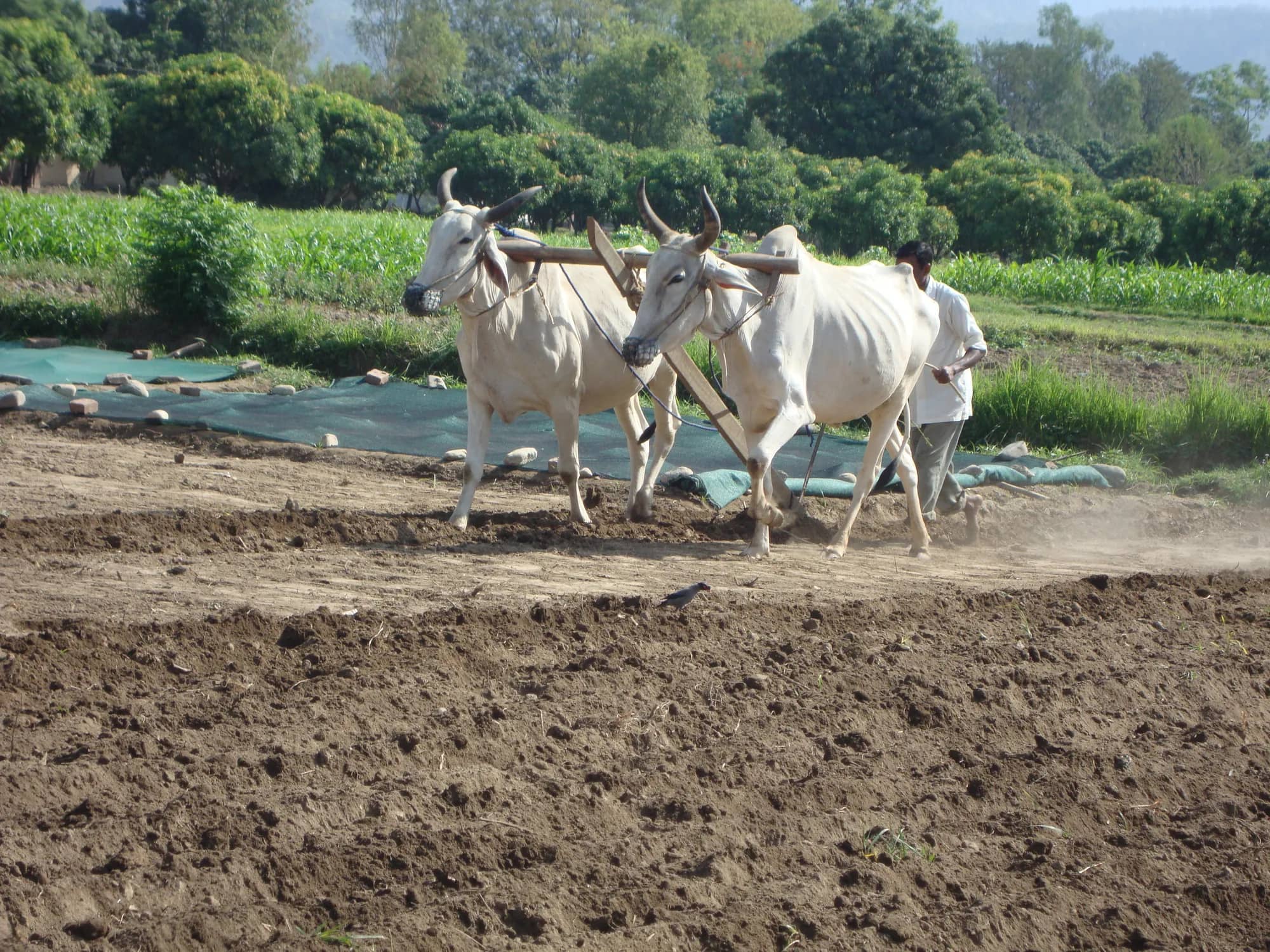 A pair of white oxen ploughing a nursery field at the foot of the hills