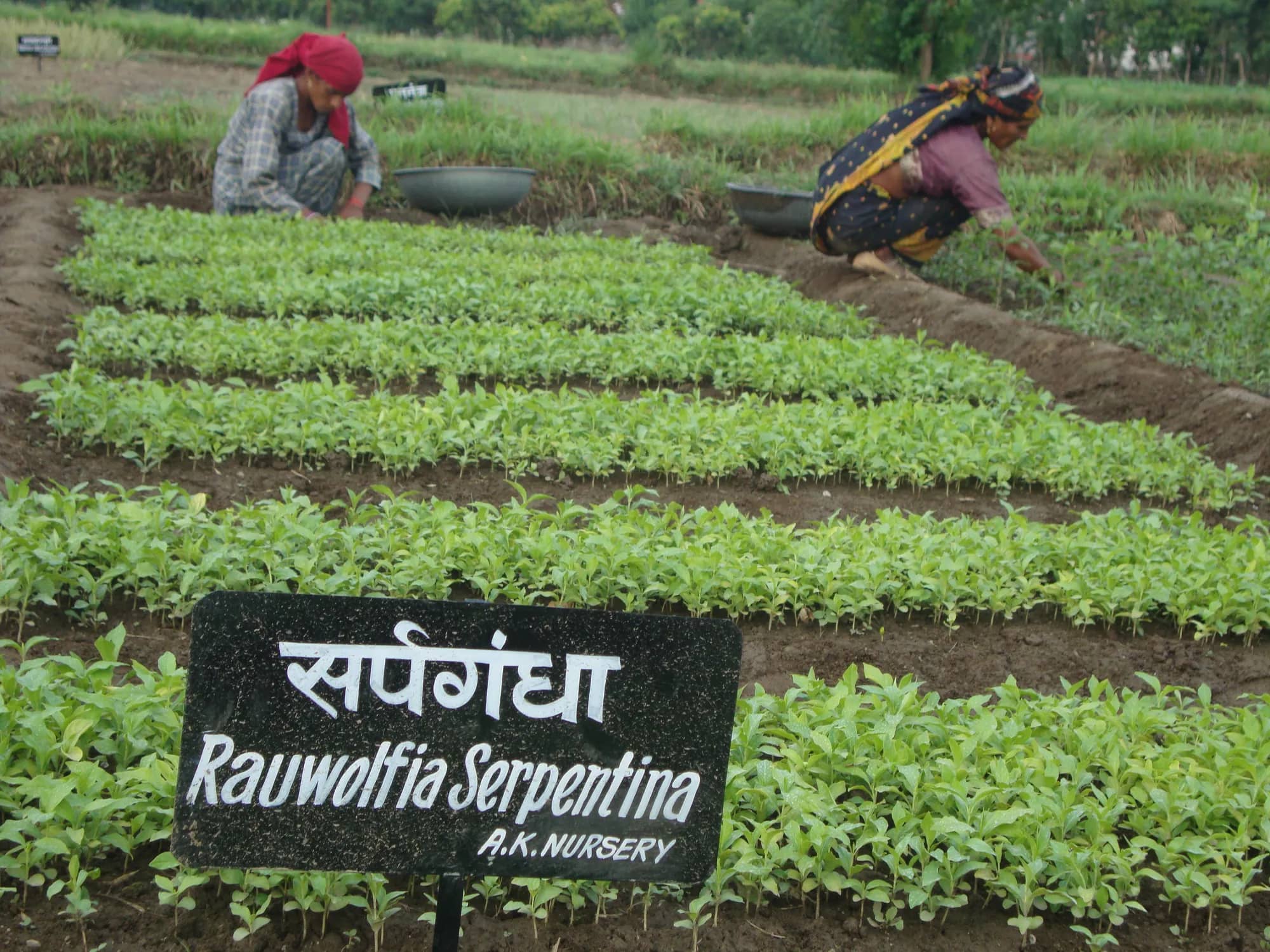 Neat raised beds of Sarpagandha with an A.K. Nursery signboard, women tending the rows behind