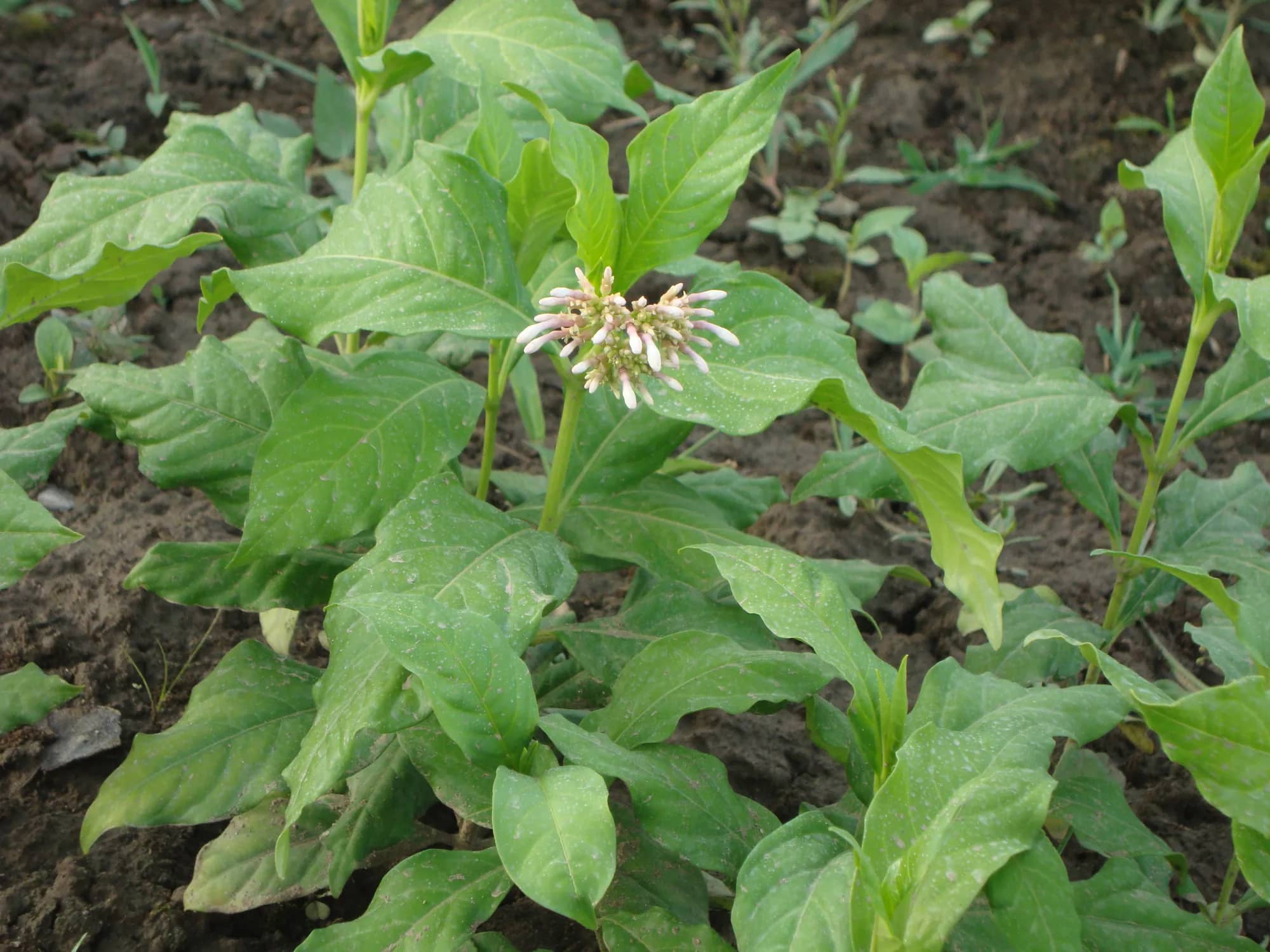 A white Sarpagandha flower cluster among glossy leaves