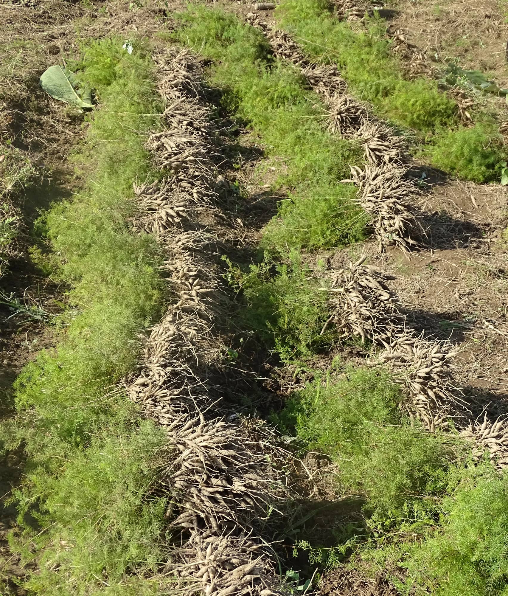 Freshly lifted roots laid out in long rows between the plants
