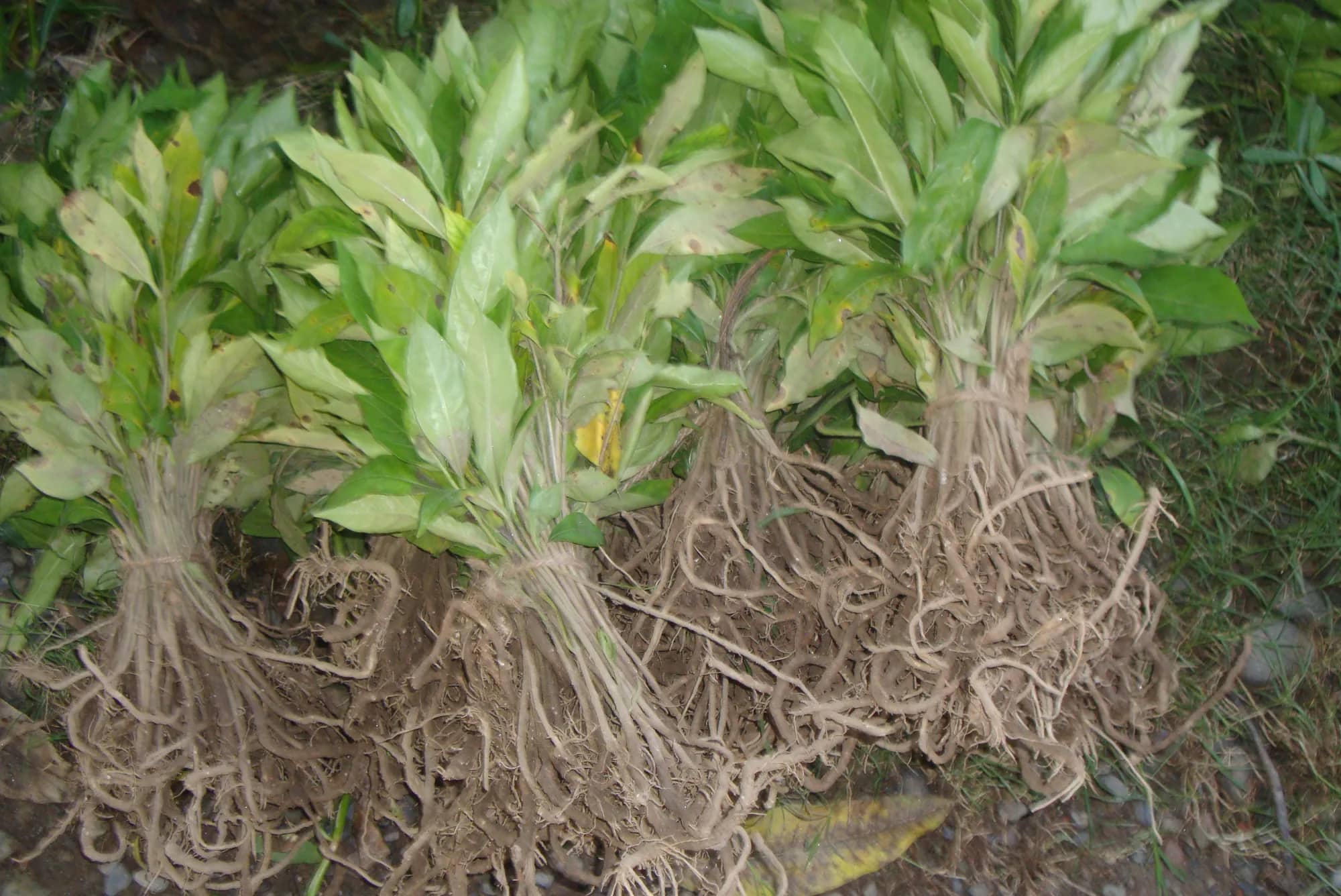 Bundles of young plants with their roots, ready to be sent out