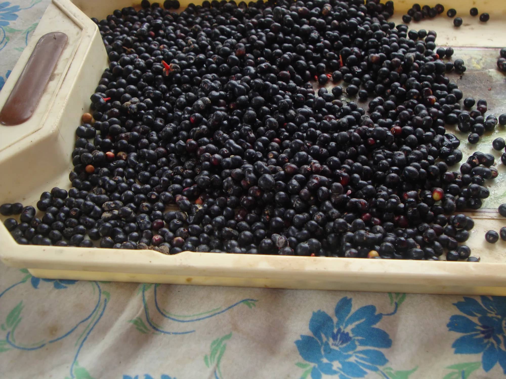A tray of dark seeds collected at the nursery