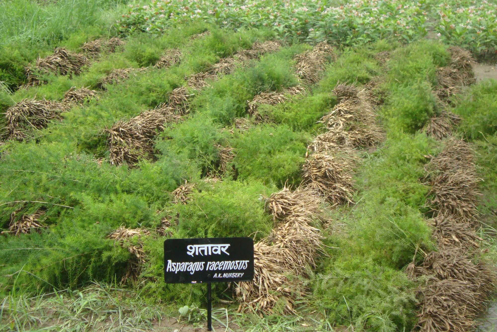 Rows of Shatavar with lifted roots and an A.K. Nursery signboard