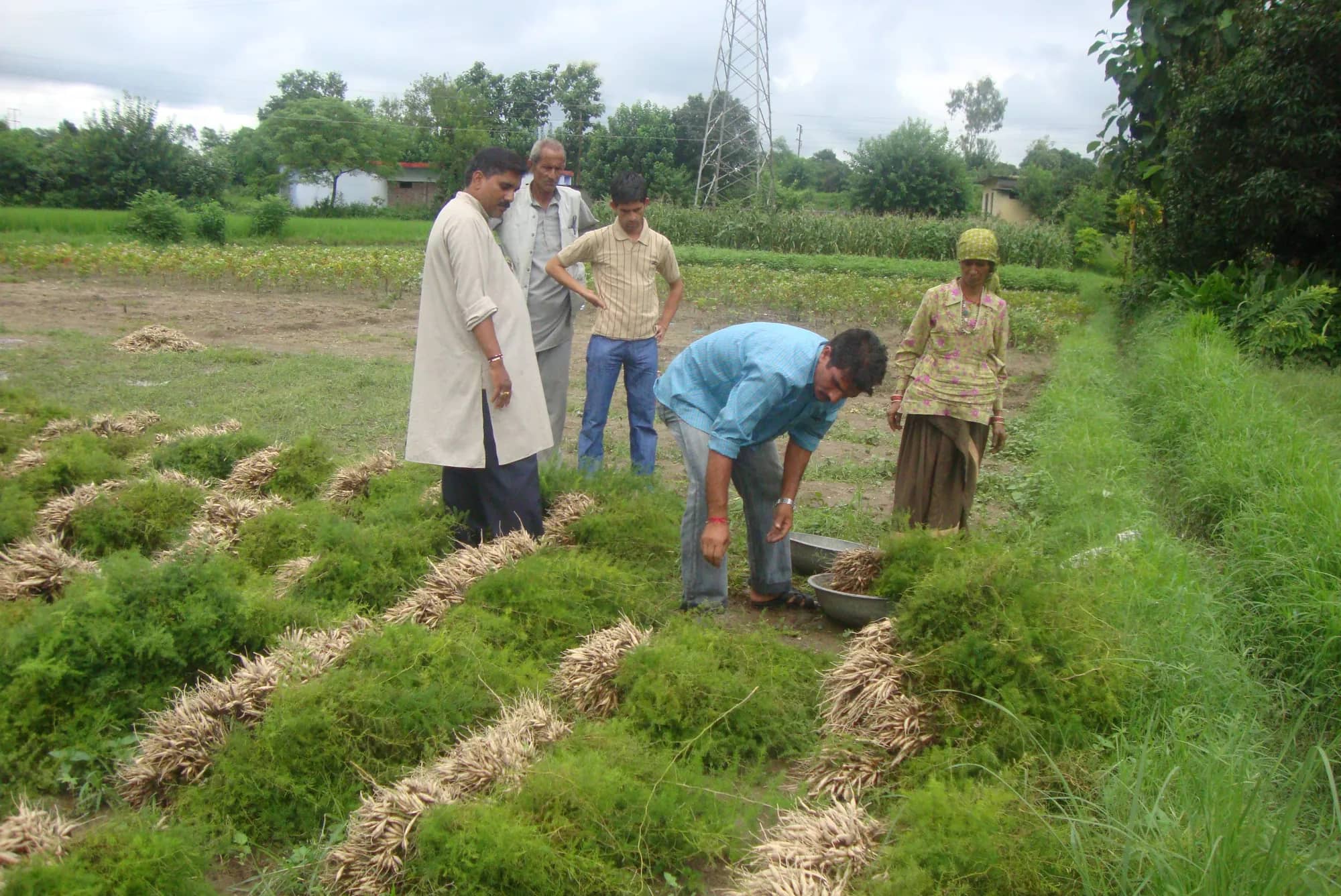 The family and workers checking Shatavar roots in the field