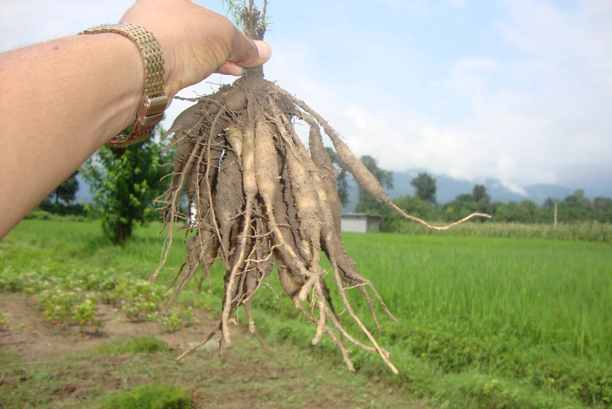 A hand holding up a freshly lifted Shatavar plant with its cluster of tuberous roots