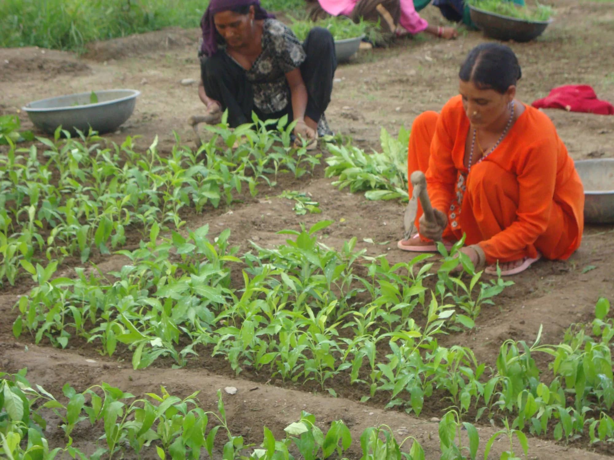 Women setting saplings into neat beds