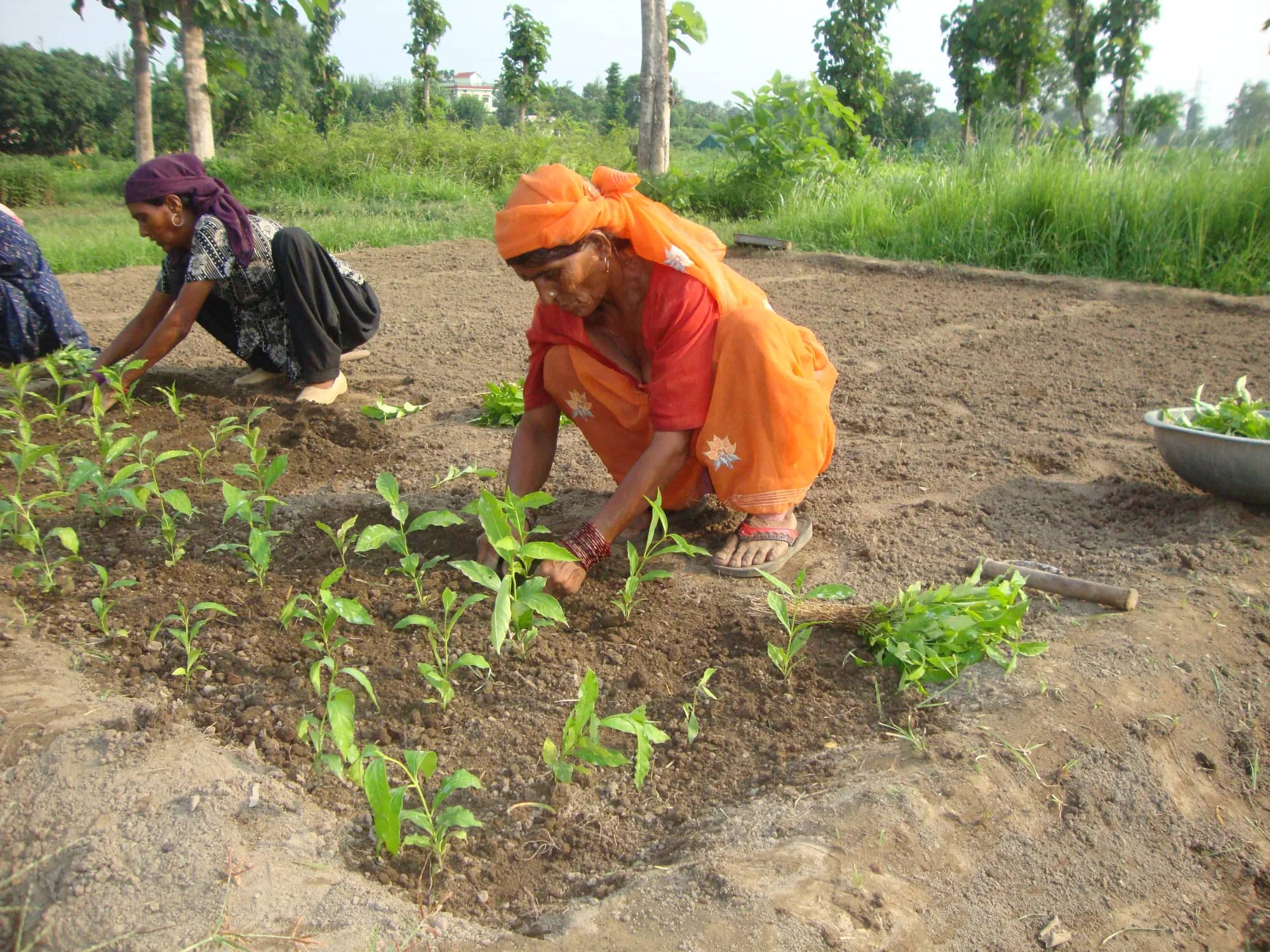 Two women planting young saplings by hand in freshly prepared soil