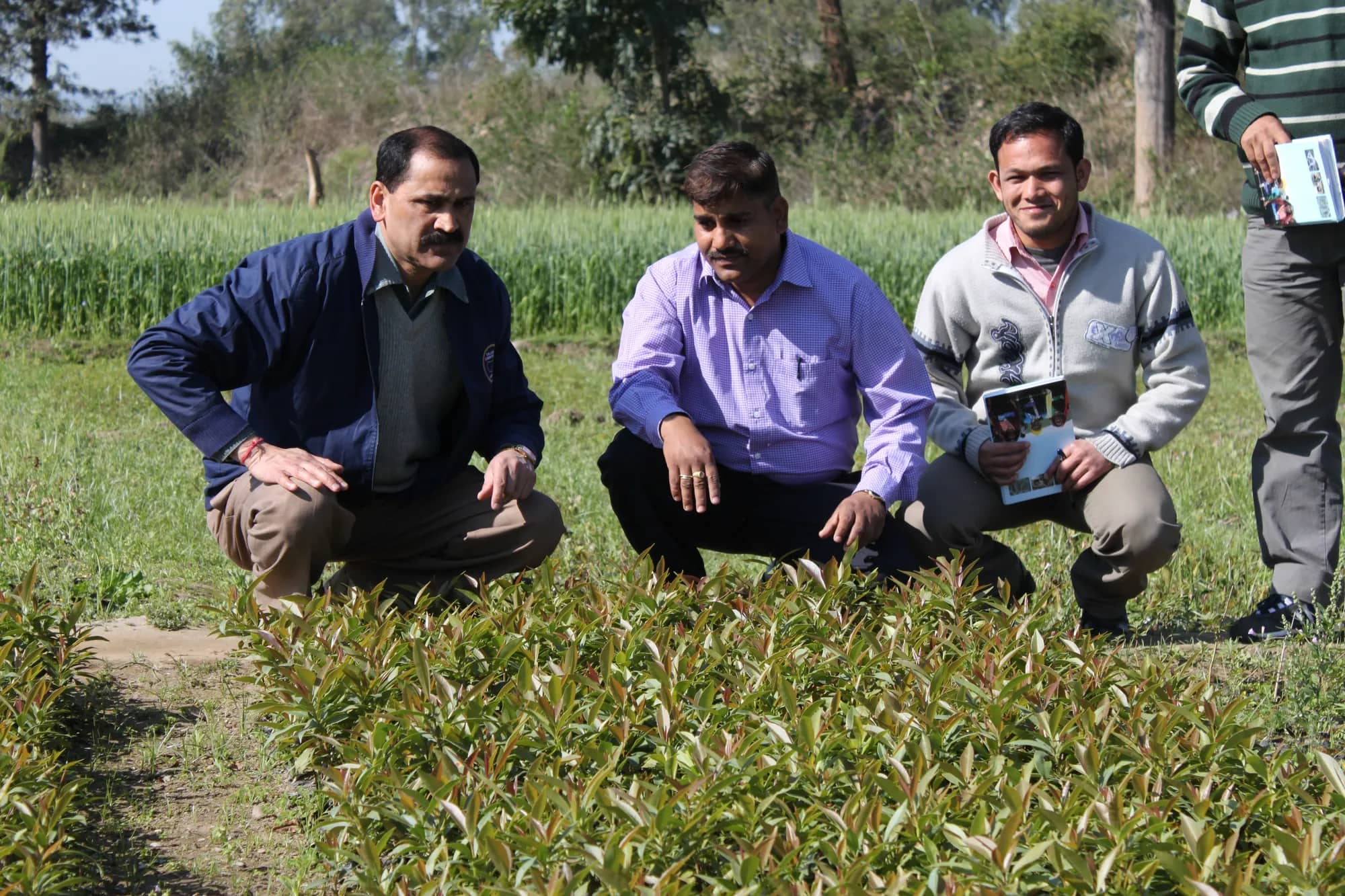 Three visitors crouching beside a bed of saplings in the nursery