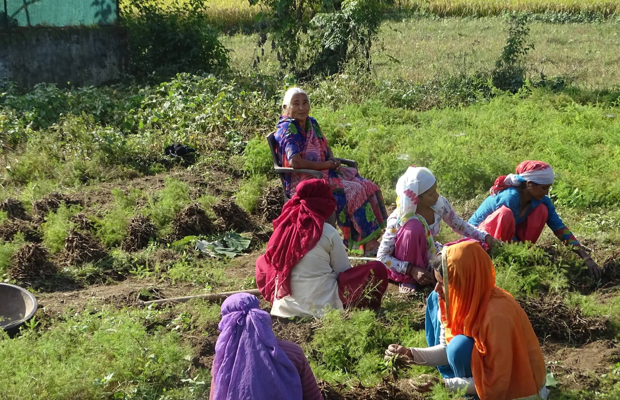 Women working the beds together while an elder of the family looks on